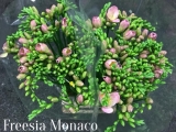 Freesia-Monaco