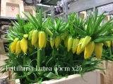 Fritillaria-Lutea