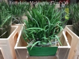 Frittelaria-Meleagris