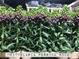 Frittelaria-Persica