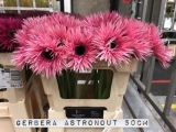 Gerbera-Astronaut