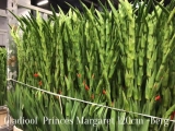 Gladiool-Prices-Margaret