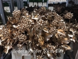 Hedera-Kupfer