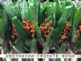 Hedychium-Früchte