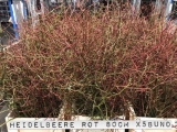 Heidelbeere-rot
