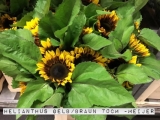 Helianthus-GelbBraun