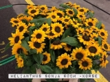 Helianthus-Sonja