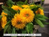 Helianthus-Teddy-Bear