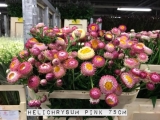 Helichrysum-Pink