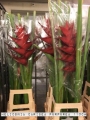 Heliconia-Caribea-Purpurea