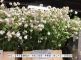 Helipterum-Weiss-Pro-Bund