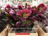 Helleboris-Anna´s-Red