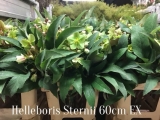 Helleboris-Sternii-2