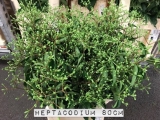 Heptacodium