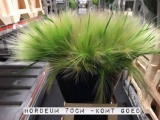 Hordeum