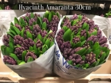 Hyacinth-Amaranta