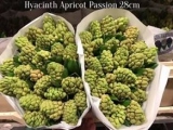 Hyacinth-Apricot-Passion