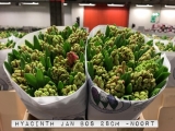 Hyacinth-Jan-Bos
