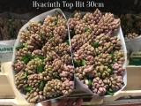 Hyacinth-Top-Hit