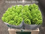 Hyacinth-Yellowstone
