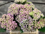 Hydrangea-Ashya