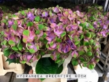 Hydrangea-Greenfire