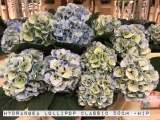 Hydrangea-Lollipop-Classic