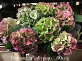 Hydrangea-Lollypop