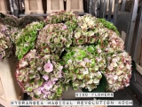 Hydrangea-Magical-Revolution