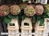 Hydrangea-Mammoet-Classic
