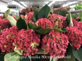 Hydrangea-Monika-