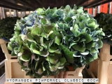 Hydrangea-Pimpernel