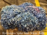 Hydrangea-Spike-blue