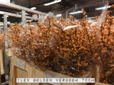 Ilex-Golden-Verboom