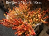 Ilex-Ilexia-Victoria