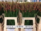 Ixia-Jesse