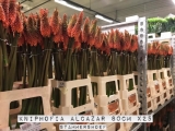 Kniphofia-Alcazar