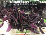 Lathyrus-Früchte