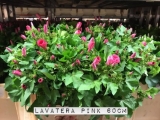 Lavatera-Pink