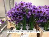Leucocorine-Andes