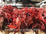 Leucothoe-Rot-Gefärbt