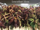 Leucothoe