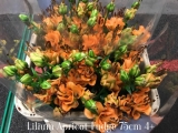 Lilium-Apricot-Fudge