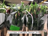 Lilium-Fusion