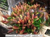 Lilium-Saltarello