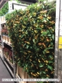 Malus-Orange
