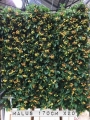 Malus
