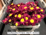Margaritten-Rot