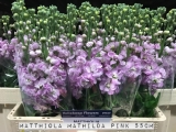 Matthiola-Mathilda