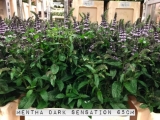 Mentha-Dark-Sensation